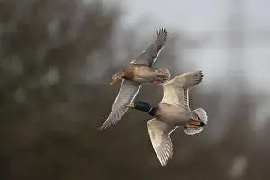 Mallards (Anas platyrhynchos) in flight