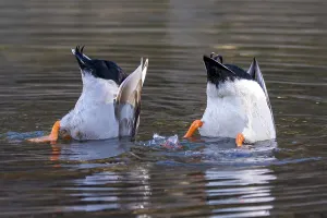 Mallards (Anas platyrhynchos), male