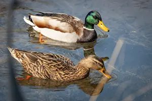 Two mallards (Anas platyrhynchos) swimming in the clear water of a pond