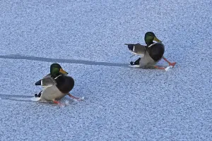 Mallards, drakes land on ice