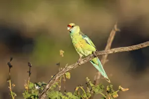 Mallee Ringneck (Barnardius zonarius barnardi)