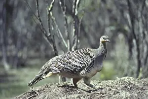 Malleefowl, thermometer chicken