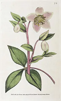 Mallorcan hellebore (Helleborus lividus)