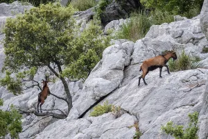Mallorcan wild goat, Cuber reservoir