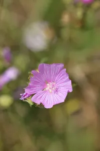 Mallow, musk mallow (Malva moschata)