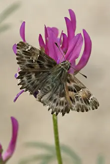 Mallow Skipper (Carcharodus alceae)