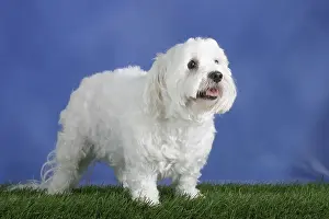Maltese