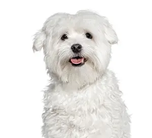 Maltese dog panting and looking at the camera