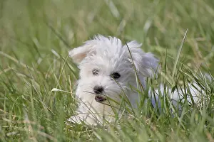 Maltese domestic dog (Canis lupus familiaris)