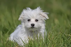 Maltese domestic dog (Canis lupus familiaris)