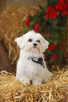 Maltese with neckerchief