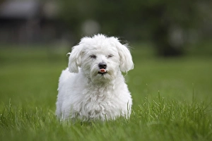Maltezer dog (Canis lupus familiaris) in garden