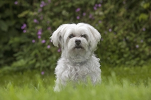 Maltezer dog (Canis lupus familiaris) in garden