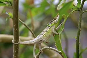 Malthe Chameleon (Calumma malthe)