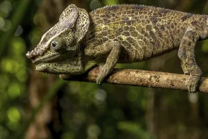 Malthes elephant-eared chameleon (Calumma cf)