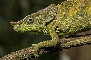 Malthes elephant-eared chameleon (Calumma cf)