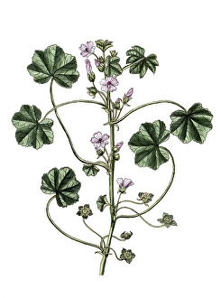 Malva rotundifolia, Malva pusilla