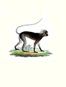 Mammalian (Semnopithecus) obscurus