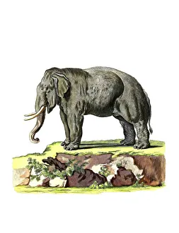Mammals, Asian elephant (Elephas maximus)