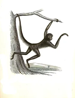 Mammals ater, spider monkey (Ateles)