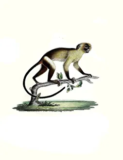 Mammals, Black-tailed marmoset (Callithrix melanura)