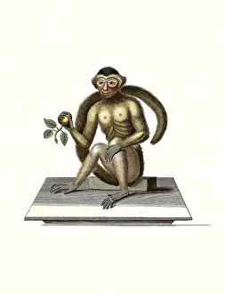 Mammals, Bush-tailed monkey, Simia trepida