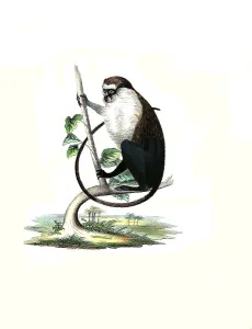 Mammals, campbell's mona monkey (Cercopithecus campbelli)