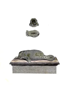 Mammals, Caribbean manatee, Trichecus manatus