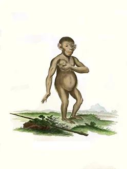 Mammals, Chimpanzee, Simia troglodytes (Pan troglodytes)