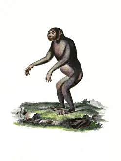 Mammals, Chimpanzee, Simia troglodytes (Pan troglodytes)