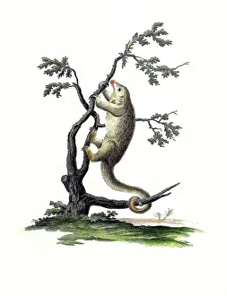 Mammals, Common dwarf anteater