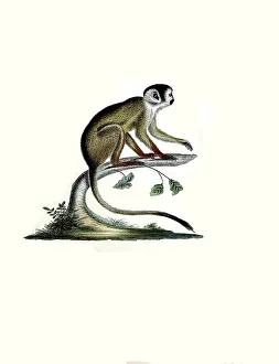 Mammals, Dark squirrel monkey or Vanzolini squirrel monkey
