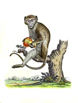 Mammals, Diana cat, Simia faunus