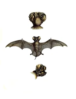 Mammals, Dinops cestoni, European Free-tailed Bat