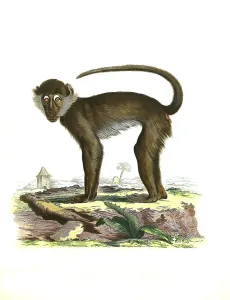 Mammals, Ethiopian green monkey