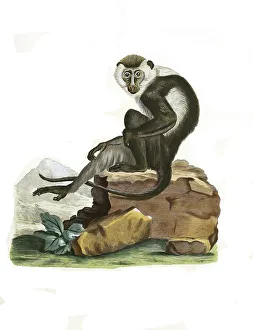 Mammals, Ethiopian green monkey