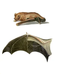 Mammals, Giant Common Swift, Vespertilio lasiopterus