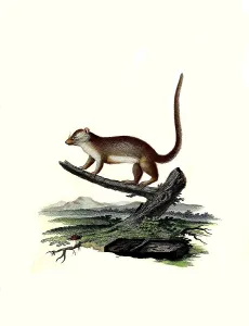 Mammals, gray mouse lemur (Microcebus murinus)