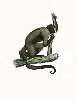 Mammals, Grey woolly monkey (Lagothrix lagotricha) cana