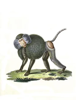 Mammals (hamadryas) baboon (Papio hamadryas)