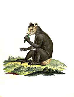 Mammals, The Indri (Indri indri) is a species of primate from the Indri family