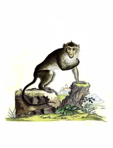Mammals, Javanese monkey, crab-eating macaque (Macaca fascicularis) or crab-eater