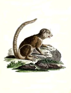 Mammals, Lemur, eastern woolly lemur (lanatus)