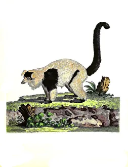 Mammals, Lemur macaco, Black Lemur (Eulemur macaco)