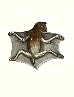 Mammals, Lemur volans, philippine flying lemur (Cynocephalus volans)