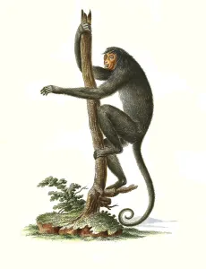 Mammals, lesula (Cercopithecus lomamiensis)