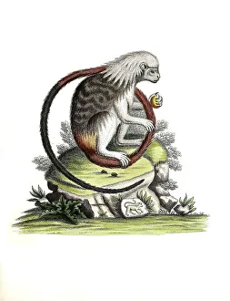 Mammals, Liszt monkey, List monkey