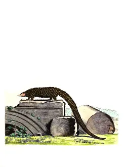 Mammals, Long-tailed pangolin (Manis tetradactyla)
