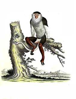 Mammals, Macaque, Simia Nemiaeus