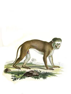 Mammals, malbrouck (Chlorocebus cynosuros)